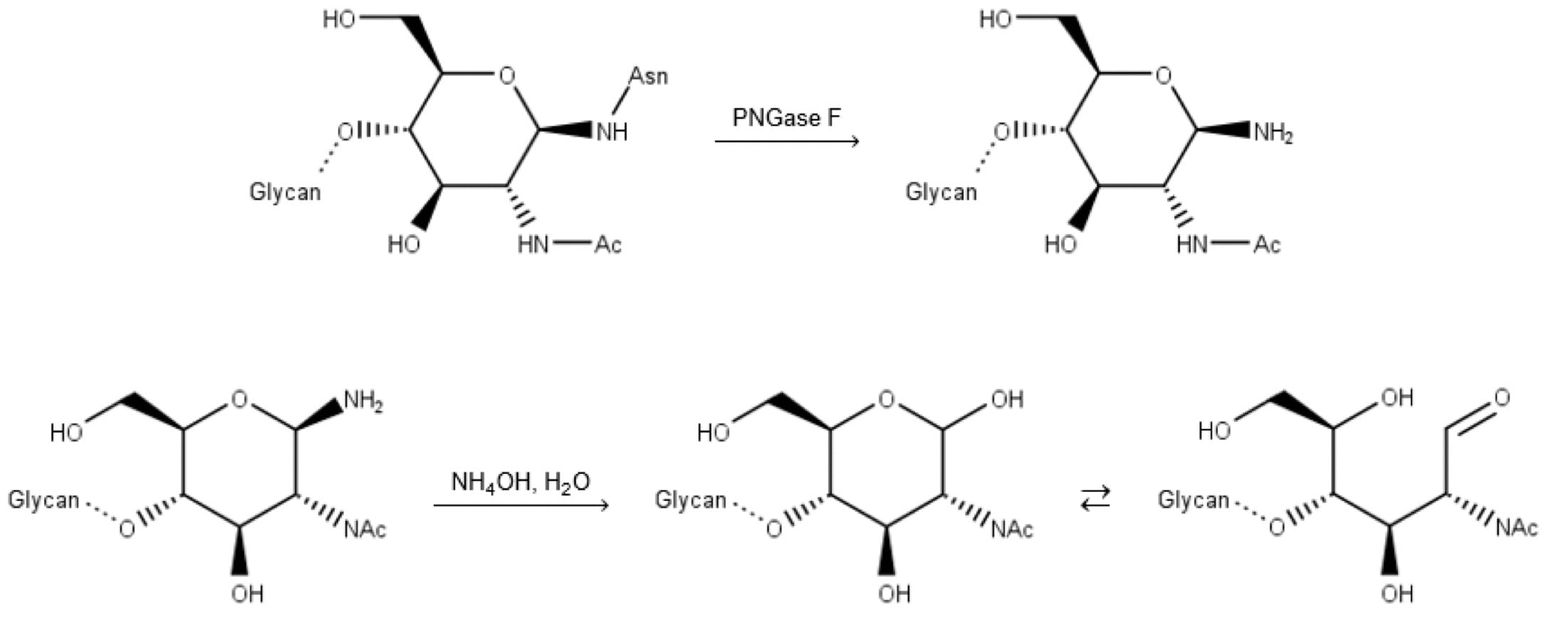 Deglycosylation by PNGase F, followed by basic hydrolysis (finishing) of the free amine.