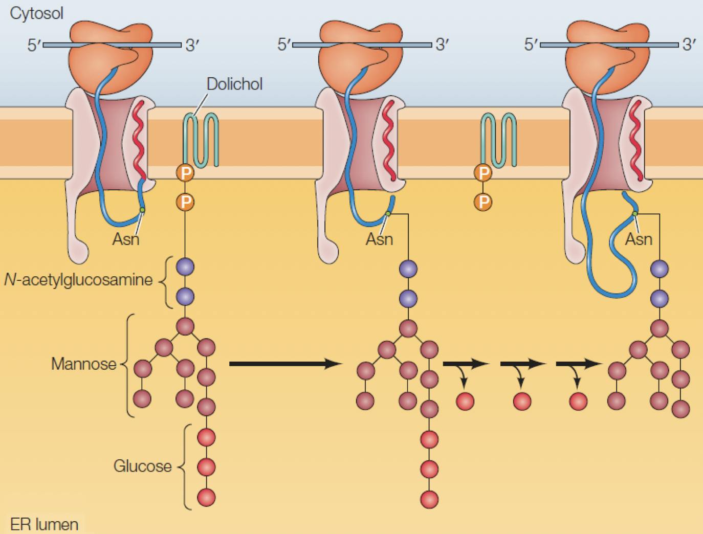 A peptide being translated from mRNA by a ribosome is translocated into the ER