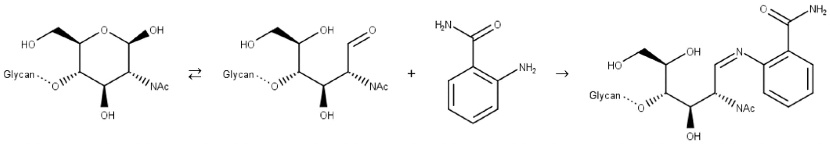Reductive amination of a glycan. Step 1: imine formation